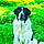 Athos