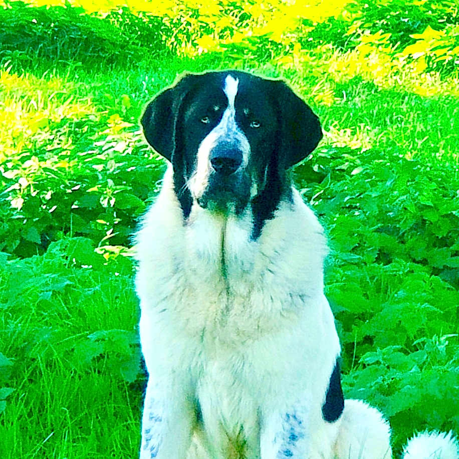 Athos