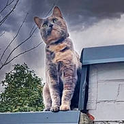Tekila participe au concours pour gagner de l'argent avec cette photo : cat, animal, outdoor, sky, cloudy, roof, brick_wall, tree, branches, feline, pet, nature, gray_cat, moody, dramatic_sky, perched, looking_away, wildlife, daytime, curious