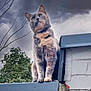 cat, animal, outdoor, sky, cloudy, roof, brick_wall, tree, branches, feline, pet, nature, gray_cat, moody, dramatic_sky, perched, looking_away, wildlife, daytime, curious