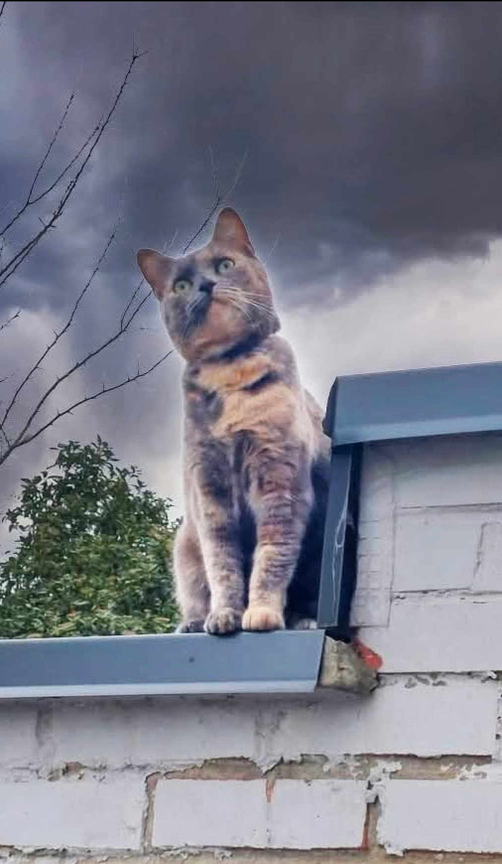 Tekila participe au concours pour gagner de l'argent avec cette photo : cat, animal, outdoor, sky, cloudy, roof, brick_wall, tree, branches, feline, pet, nature, gray_cat, moody, dramatic_sky, perched, looking_away, wildlife, daytime, curious