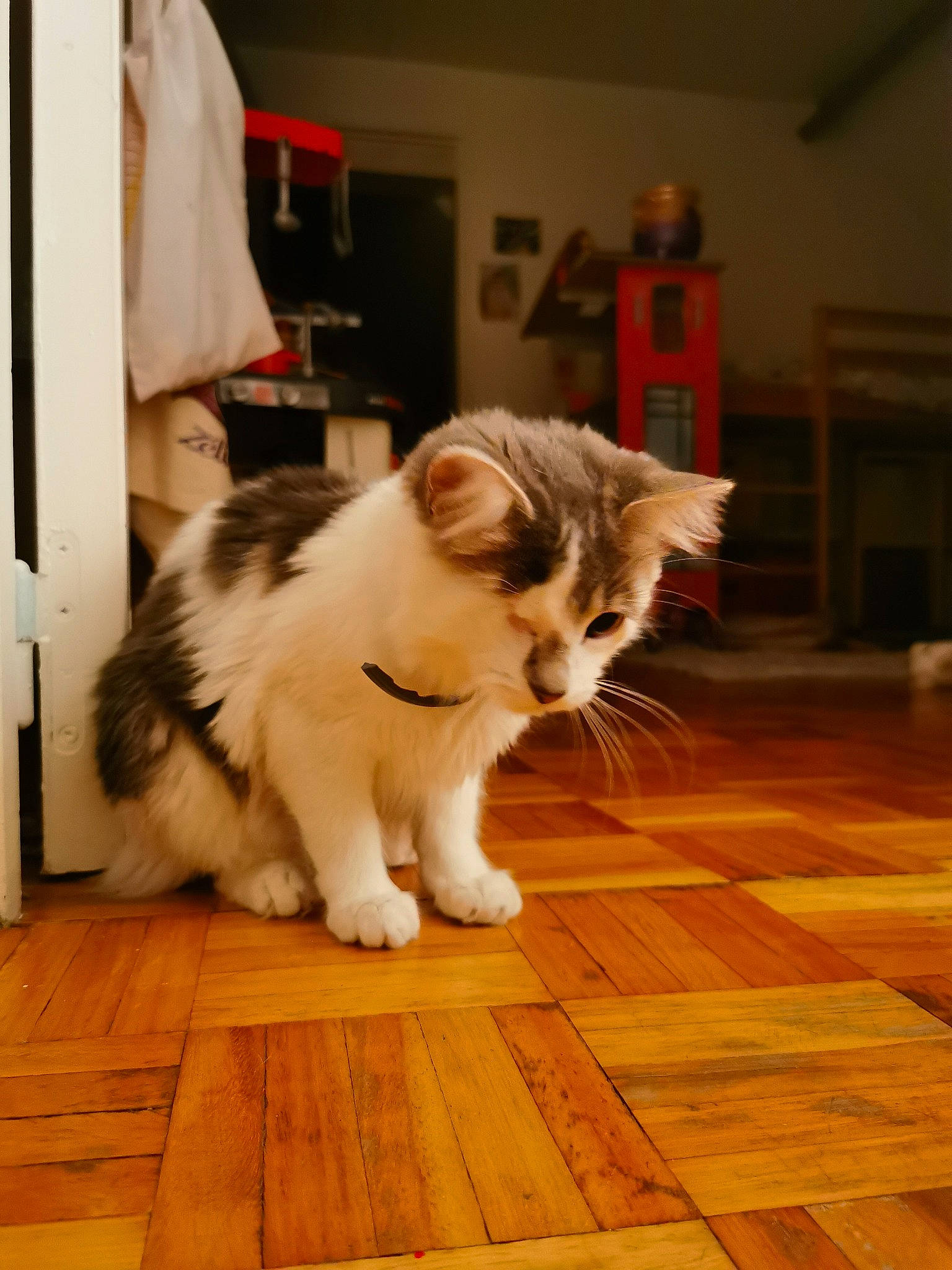 Bonny participe au concours pour gagner de l'argent avec cette photo : carnivore, cat, companion_dog, domestic_short_haired_cat, fawn, felidae, floor, flooring, fur, hardwood, laminate_flooring, paw, small_to_medium_sized_cats, snout, tail, varnish, whiskers, wood, wood_flooring, wood_stain