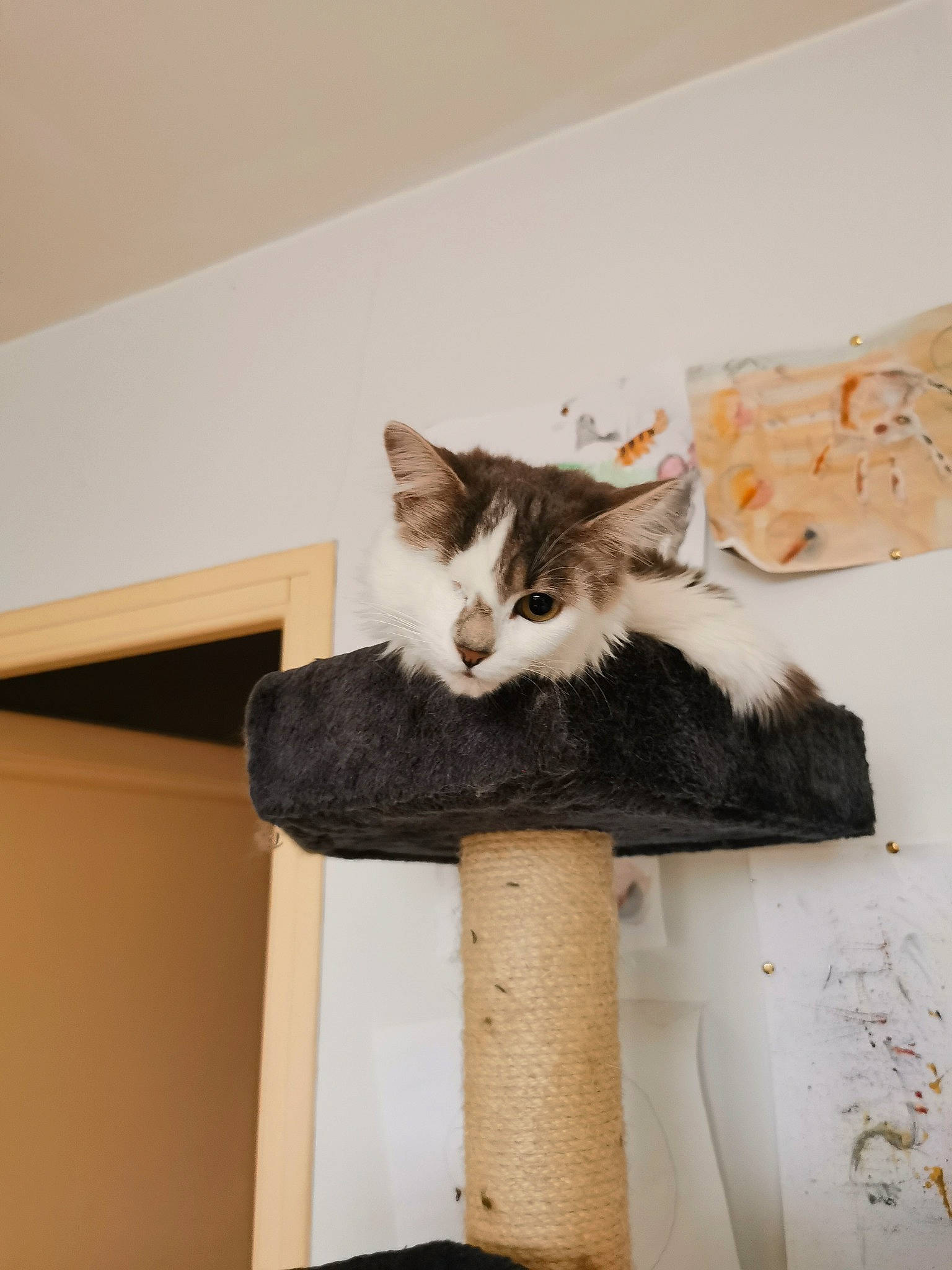 Bonny a rejoint le concours — aidez-le/la à gagner de superbes lots ! box, cardboard, carnivore, carton, cat, cat_supply, domestic_short_haired_cat, felidae, fur, grey, hardwood, house, packaging_and_labeling, room, shipping_box, small_to_medium_sized_cats, tail, whiskers, window, wood