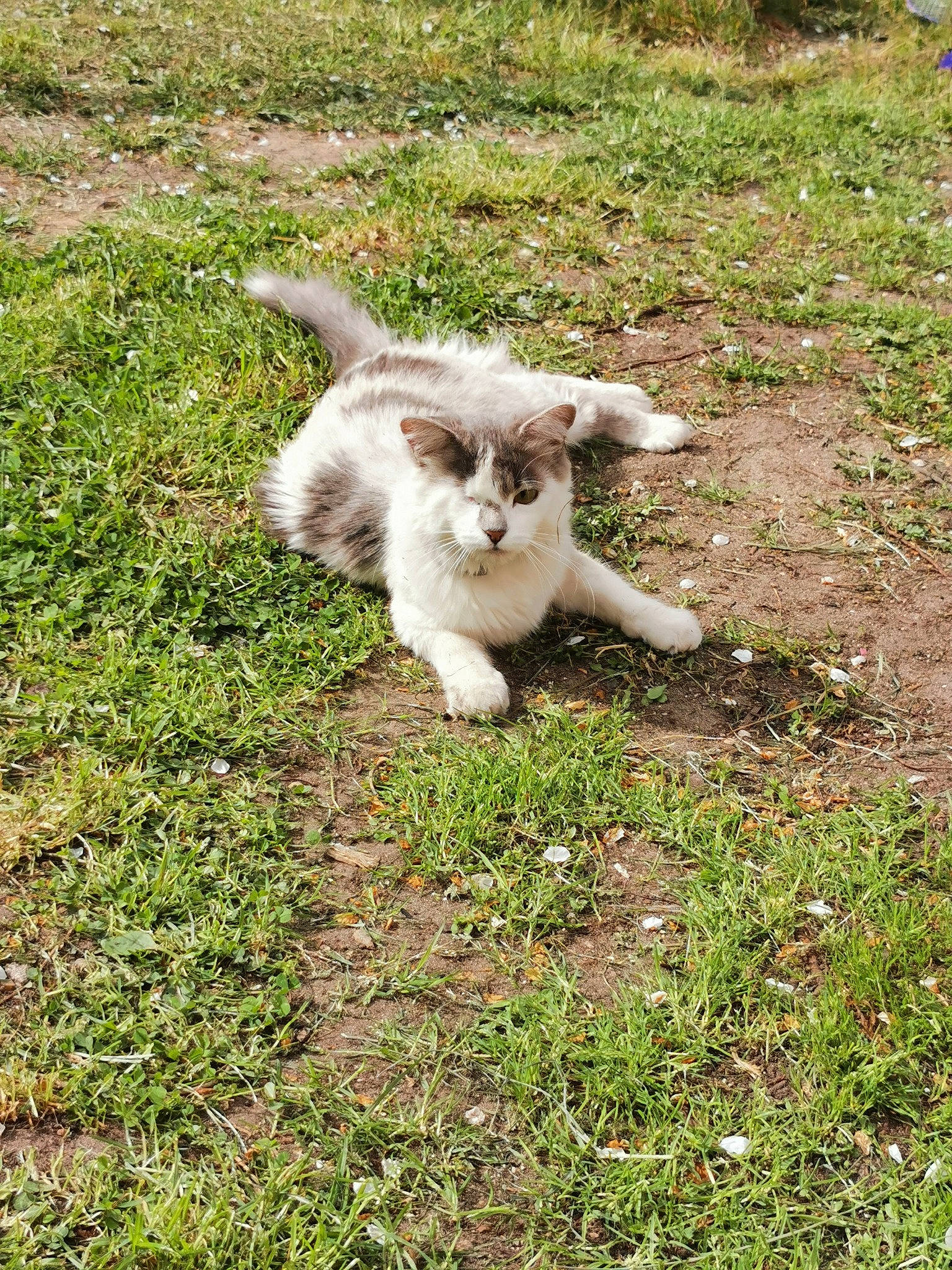 Bonny participe au concours pour gagner de l'argent avec cette photo : canidae, cat, companion_dog, dog_breed, fawn, felidae, fur, grass, grassland, groundcover, herb, herbaceous_plant, pasture, plant, small_to_medium_sized_cats, sporting_group, tail, terrestrial_animal, whiskers, wildlife