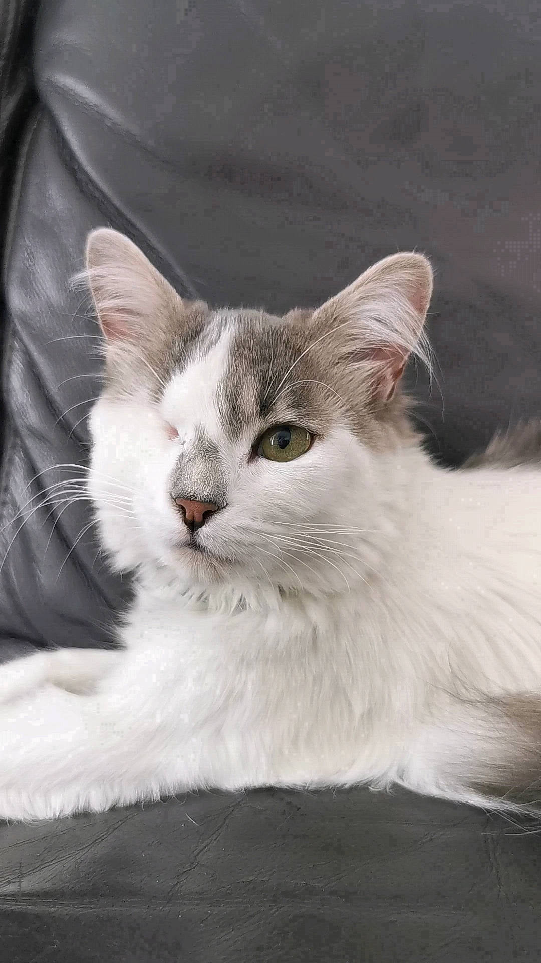 Bonny a rejoint le concours — aidez-le/la à gagner de superbes lots ! carnivore, cat, comfort, domestic_short_haired_cat, felidae, fur, paw, small_to_medium_sized_cats, snout, tail, terrestrial_animal, whiskers