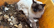 Izac participe au concours pour gagner de l'argent avec cette photo : cat, siamese_cat, wheelbarrow, rust, dirt, rocks, outdoor, animal, feline, relaxed, sleepy, yellow, grime, nature, pet, fur, whiskers, resting, ground, construction