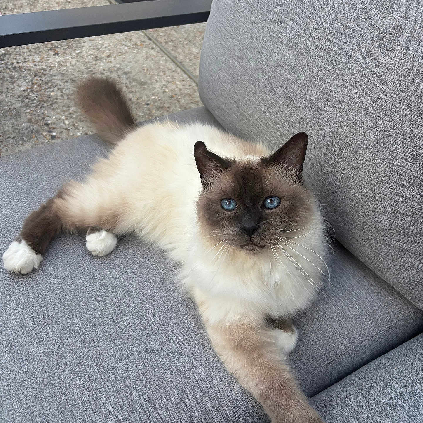 Izac a rejoint le concours — aidez-le/la à gagner de superbes lots ! cat, blue_eyes, fluffy, long_hair, outdoor, cushion, grey, patio, concrete, relaxed, feline, sitting, pet, animal, chair, whiskers, tail, paw, fur, looking_at_camera