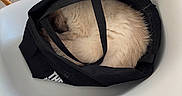Izac participe au concours pour gagner de l'argent avec cette photo : animal, black, cat, comfortable, cozy, curled_up, domestic, fluffy, fur, furniture, indoor, minimalist, pet, quiet, relaxed, resting, sleeping, tote_bag, white, white_chair