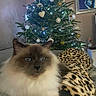 Izac a rejoint le concours — aidez-le/la à gagner de superbes lots ! cat, fluffy_cat, blue_eyes, leopard_print, blanket, couch, christmas_tree, ornaments, lights, living_room, decorations, holiday, cozy, furniture, pet, indoor, portrait, relaxing, mammal, feline