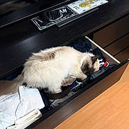Izac participe au concours pour gagner de l'argent avec cette photo : cat, drawer, clothing, belt, furniture, indoor, wood_floor, sleeping, fluffy, pet, domestic_animal, resting, white, brown, folded_clothes, black_furniture, home, casual, cozy, relaxed