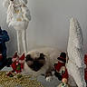 Izac a rejoint le concours — aidez-le/la à gagner de superbes lots ! cat, fluffy, sleeping, holiday, christmas, snowman, elf, doll, decorations, white, gold_beads, glass_surface, festive, indoors, table, plush_toys, ornament, winter, cozy, relaxed