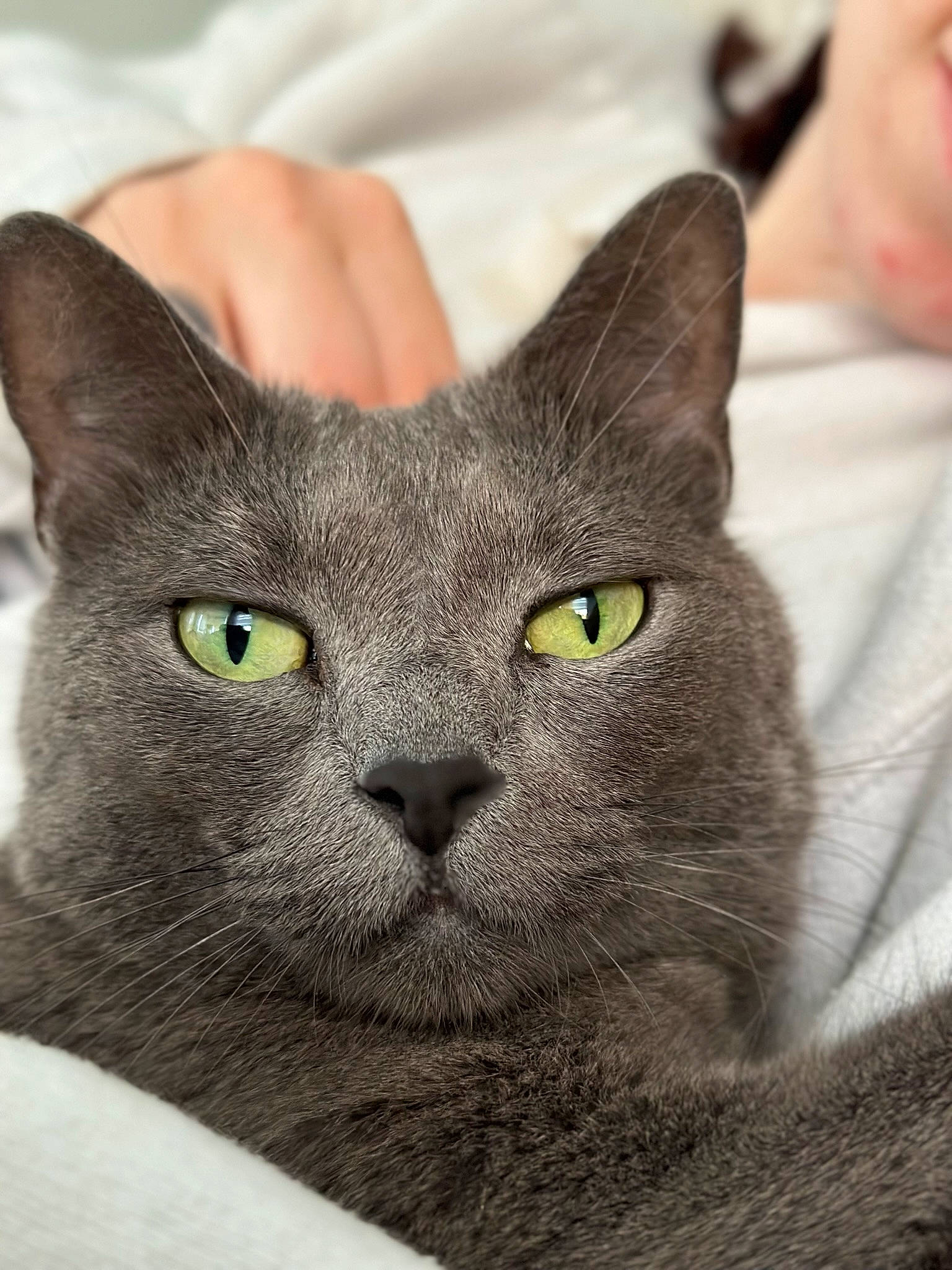 Cici is registered to the contest to win money with this photo: carnivore, cat, close_up, domestic_short_haired_cat, ear, felidae, fur, small_to_medium_sized_cats, snout, whiskers