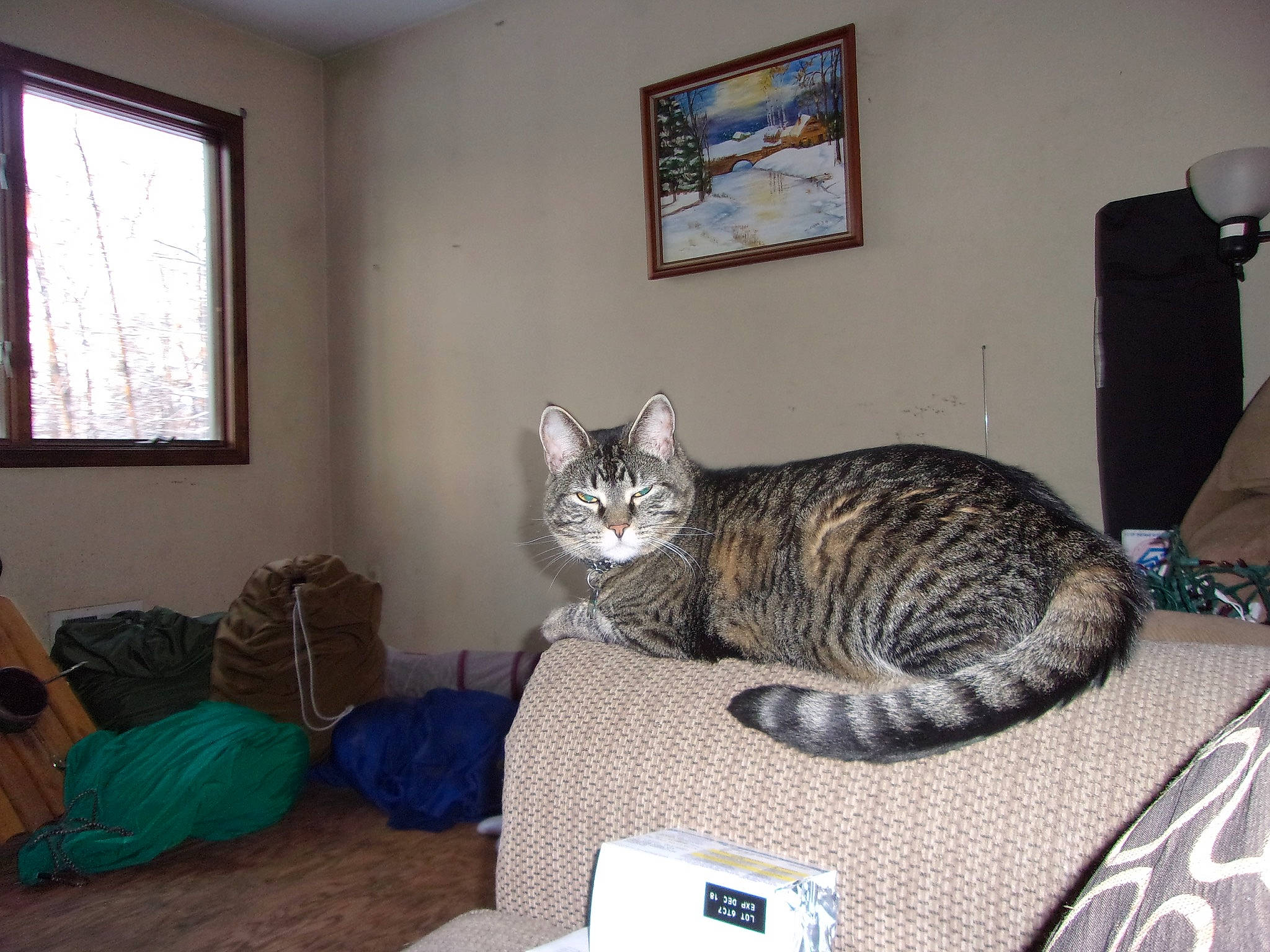 Daenerys joined the competition — help win amazing prizes! asian, carnivore, cat, comfort, domestic_short_haired_cat, dragon_li, european_shorthair, felidae, furniture, home, living_room, ocicat, room, small_to_medium_sized_cats, tabby_cat, table, whiskers