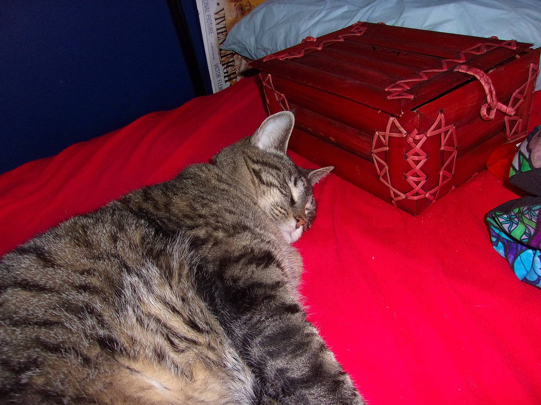 Daenerys joined the competition — help win amazing prizes! american_shorthair, asian, california_spangled, carnivore, cat, domestic_short_haired_cat, dragon_li, egyptian_mau, european_shorthair, felidae, fur, kitten, mammal, ocicat, pixie_bob, small_to_medium_sized_cats, tabby_cat, toyger, whiskers