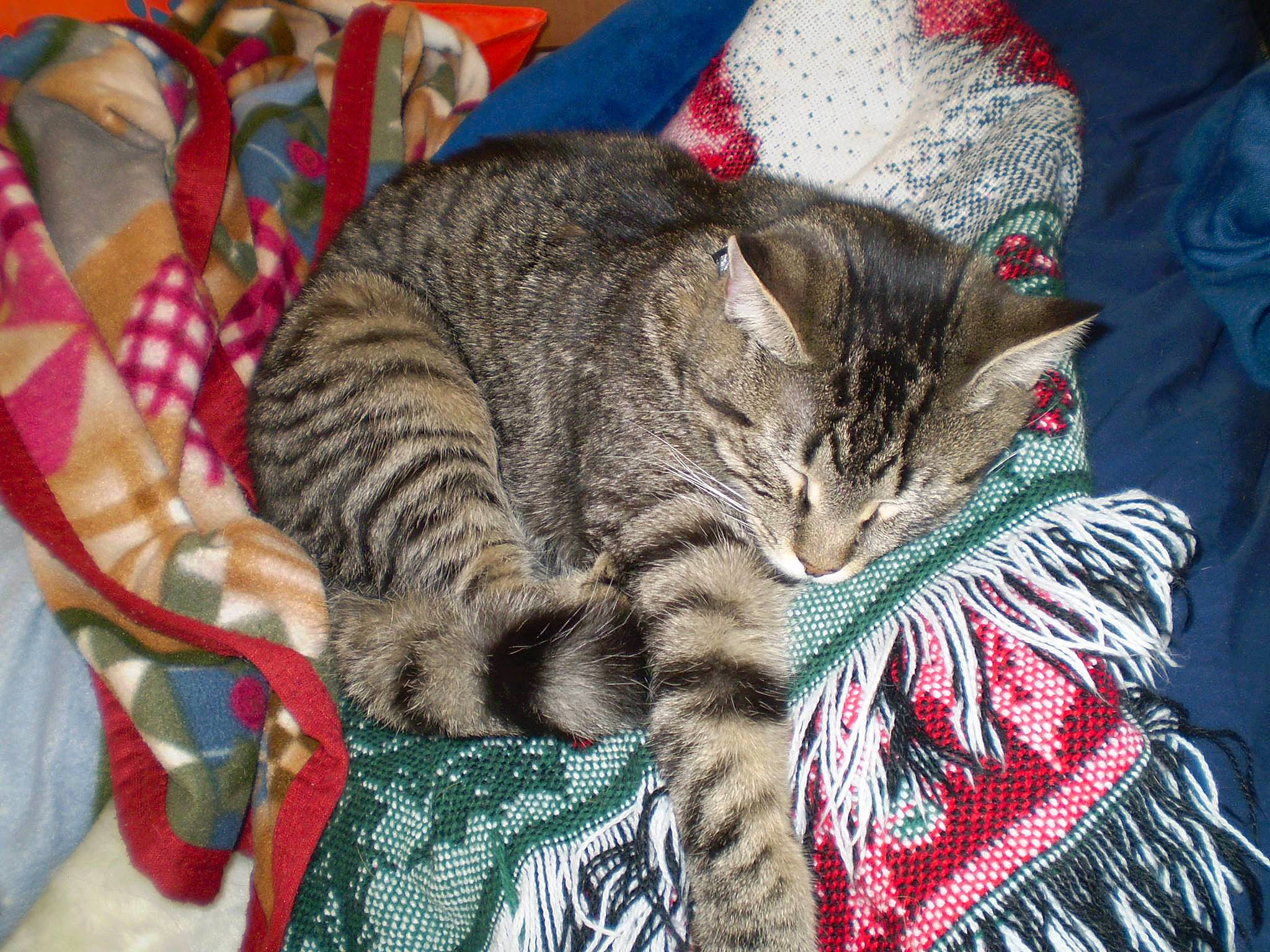 Daenerys is registered to the contest to win money with this photo: american_shorthair, asian, california_spangled, carnivore, cat, christmas, domestic_short_haired_cat, dragon_li, european_shorthair, felidae, fur, kitten, ocicat, pixie_bob, small_to_medium_sized_cats, tabby_cat, toyger, tree, whiskers, wild_cat