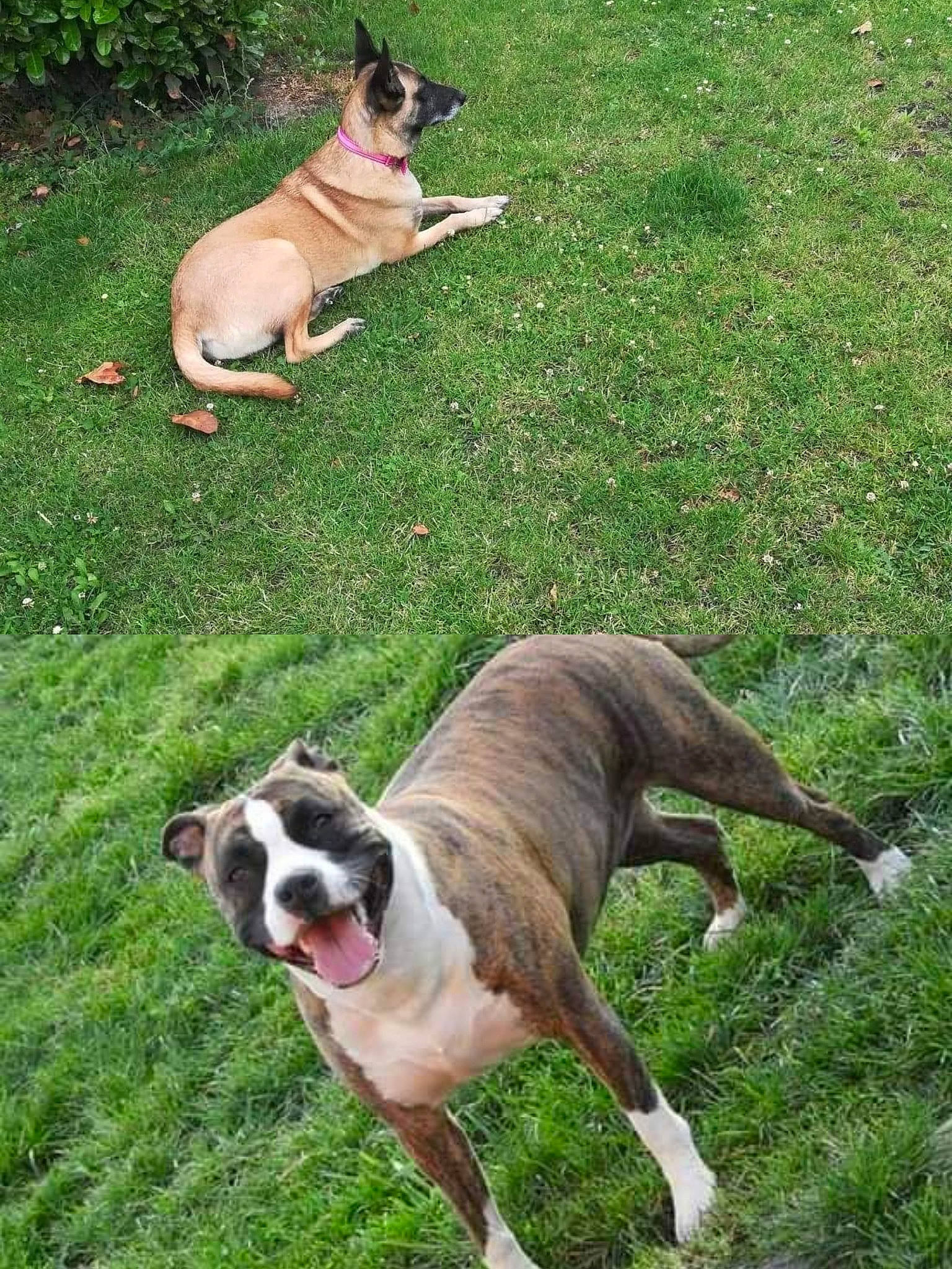 Louna Et Athéna a rejoint le concours — aidez-le/la à gagner de superbes lots ! ancient_dog_breeds, canidae, carnivore, collar, companion_dog, dog, dog_breed, dog_collar, fawn, grass, green, non_sporting_group, pet_supply, plant, snout, sporting_group, tail, terrestrial_animal, working_animal, working_dog