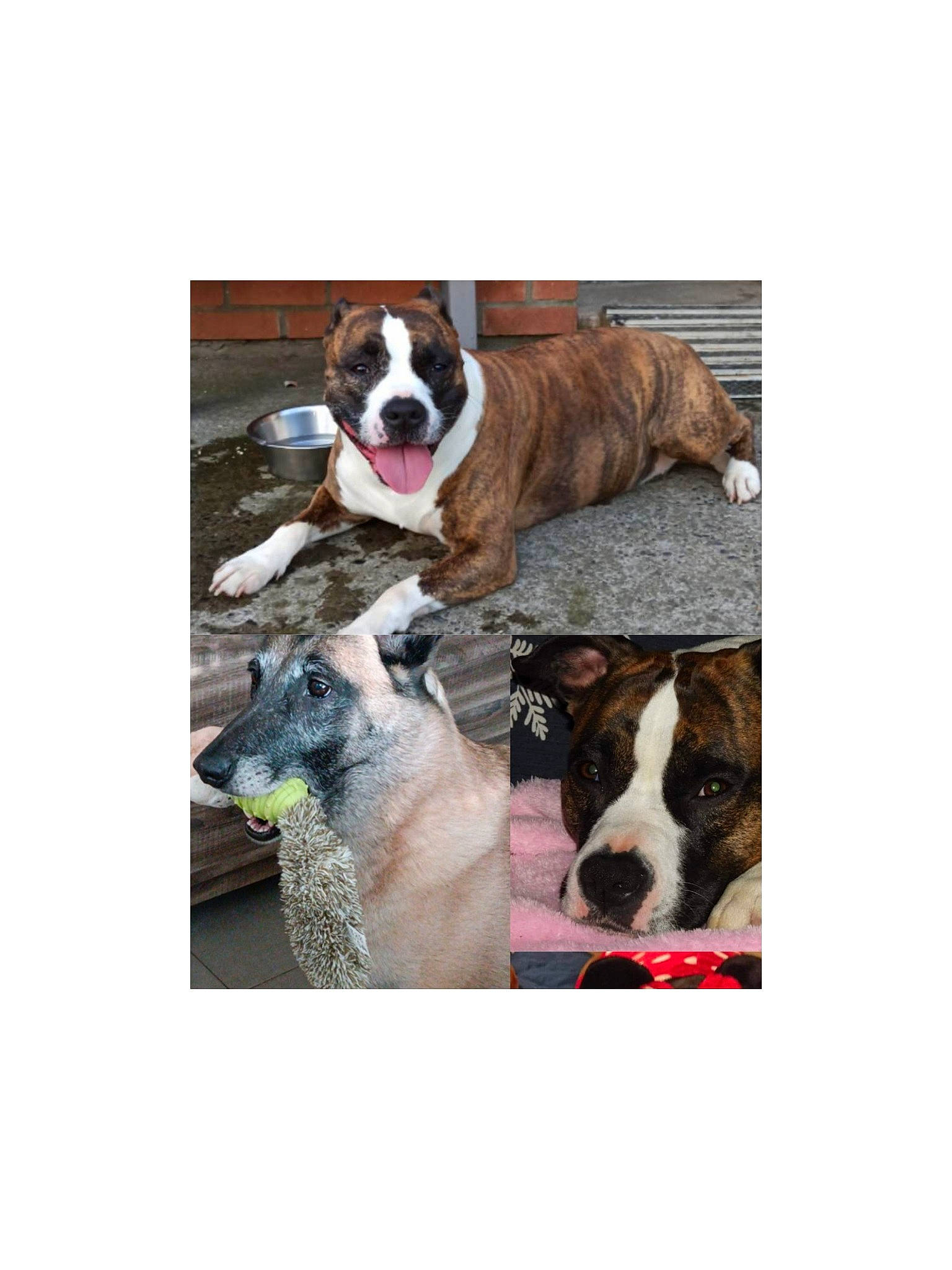 Louna Et Athéna a rejoint le concours — aidez-le/la à gagner de superbes lots ! ancient_dog_breeds, art, carnivore, collar, comfort, companion_dog, dog, dog_breed, dog_collar, dog_supply, fawn, fur, liver, non_sporting_group, pet_supply, rectangle, sporting_group, window, working_animal, working_dog