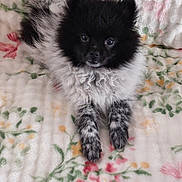 Bacchus participe au concours pour gagner de l'argent avec cette photo : puppy, dog, black, white, fluffy, cute, animal, pet, fur, lying_down, blanket, floral_pattern, cozy, indoor, young, adorable, small, face, eyes, paws