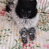 puppy, dog, black, white, fluffy, cute, animal, pet, fur, lying_down, blanket, floral_pattern, cozy, indoor, young, adorable, small, face, eyes, paws