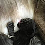 Pearl participe au concours pour gagner de l'argent avec cette photo : animal, bear, blackcat, canine, cat, claw, dog, electronics, giantpanda, hardware, hook, kitten, manx, person, pet, puppy, siamese, sleeping, snout