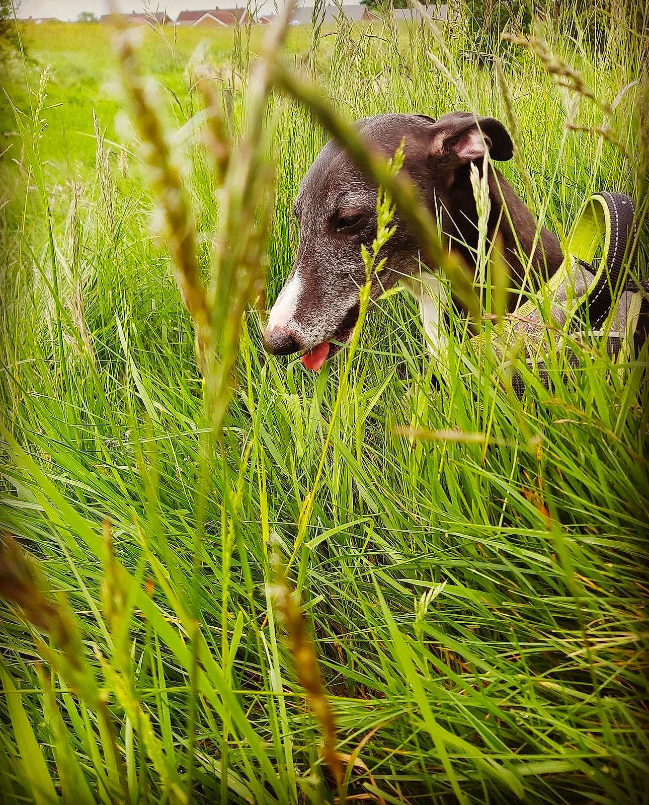 Oscar is registered to the contest to win money with this photo: _geese_and_swans, beard, dog_breed, ducks, fawn, grass, grass_family, grassland, grazing, groundcover, leaf, livestock, meadow, natural_landscape, people_in_nature, plant, snout, terrestrial_animal, terrestrial_plant, vegetation