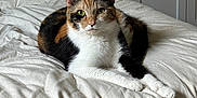 Sugar joined the competition — help win amazing prizes! cat, calico, bed, indoor, pet, animal, fur, whiskers, ears, eyes, paws, relaxing, domestic, feline, household, blanket, box, furniture, room, resting