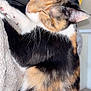 Sugar joined the competition — help win amazing prizes! cat, calico, feline, pet, indoor, close_up, stretching, paw, fur, whiskers, ear, soft_texture, chair, yellow_bag, relaxed, sleepy, domestic_animal, mammal, cute, cozy