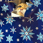Sugar is registered to the contest to win money with this photo: cat, curious, wrapping_paper, snowflakes, blue, holiday, festive, tear, peeking, cute, animal, face, whiskers, nose, closeup, indoor, pet, playful, surprise, paper