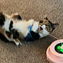 Sugar is registered to the contest to win money with this photo: cat, carpet, toy, playing, pet, indoor, feline, animal, motion_blur, fur, whiskers, paw, green_light, pink_object, cute, pet_toy, active, domestic_animal, fun, entertainment