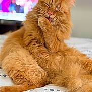 Tigrou a rejoint le concours — aidez-le/la à gagner de superbes lots ! cat, orange_cat, fluffy, grooming, licking, paw, bed, indoor, pet, feline, relaxed, cute, animal, domestic, whiskers, ears, fur, sleepy, cozy, home