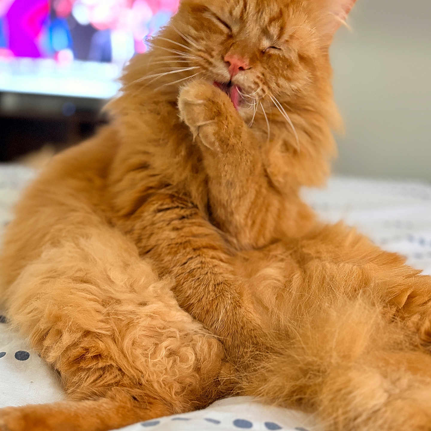 Tigrou a rejoint le concours — aidez-le/la à gagner de superbes lots ! cat, orange_cat, fluffy, grooming, licking, paw, bed, indoor, pet, feline, relaxed, cute, animal, domestic, whiskers, ears, fur, sleepy, cozy, home