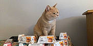 Dune a rejoint le concours — aidez-le/la à gagner de superbes lots ! cat, beige_cat, table, cat_food, food_packs, floral_tablecloth, indoor, pet, feline, gourmet_revelations, packaging, still_life, domestic_cat, tabletop, side_view, curious, animal, household, pet_food, resting