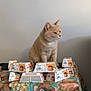cat, beige_cat, table, cat_food, food_packs, floral_tablecloth, indoor, pet, feline, gourmet_revelations, packaging, still_life, domestic_cat, tabletop, side_view, curious, animal, household, pet_food, resting