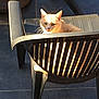 Dune a rejoint le concours — aidez-le/la à gagner de superbes lots ! cat, ginger_cat, chair, plastic_chair, sunlight, shadow, indoor, pet, animal, relaxing, feline, striped_shadow, floor, black, orange, domestic_cat, looking, resting, whiskers, ears
