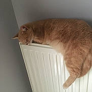 Dune a rejoint le concours — aidez-le/la à gagner de superbes lots ! cat, ginger_cat, sleeping, radiator, indoor, cozy, feline, pet, fur, resting, warm, relaxed, animal, domestic, cute, mammal, side_view, quiet, peaceful, house