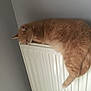 cat, ginger_cat, sleeping, radiator, indoor, cozy, feline, pet, fur, resting, warm, relaxed, animal, domestic, cute, mammal, side_view, quiet, peaceful, house