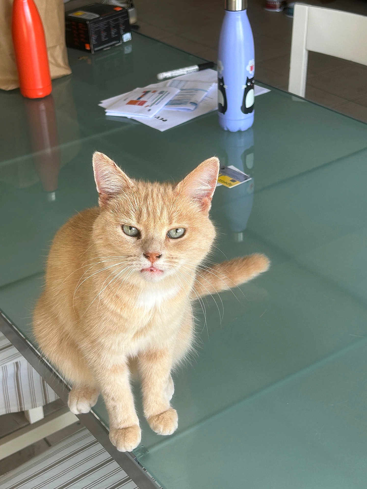 Dune participe au concours pour gagner de l'argent avec cette photo : cat, ginger_cat, pet, animal, feline, table, glass_table, water_bottle, indoor, household, papers, curious, sitting, orange_fur, whiskers, ears, tail, domestic_cat, looking_at_camera, closeup