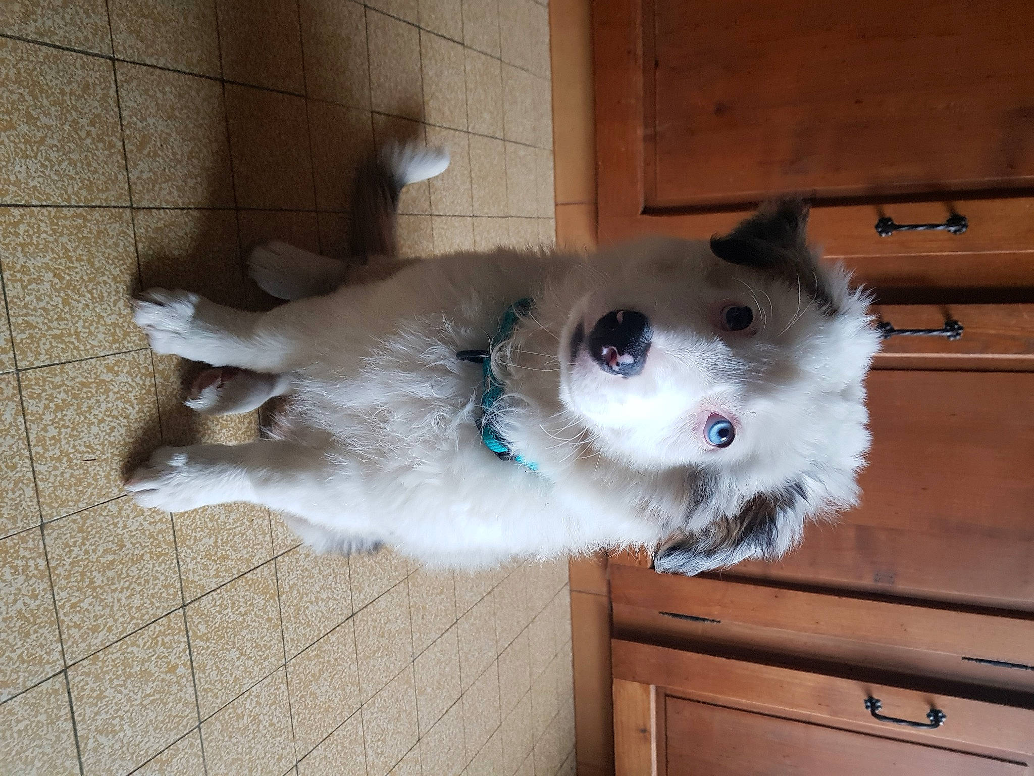 Izzy a rejoint le concours — aidez-le/la à gagner de superbes lots ! balinese, canidae, carnivore, cat, companion_dog, dog_breed, domestic_short_haired_cat, door, fawn, felidae, flooring, fur, hardwood, paw, small_to_medium_sized_cats, sporting_group, tail, whiskers, wood, working_animal