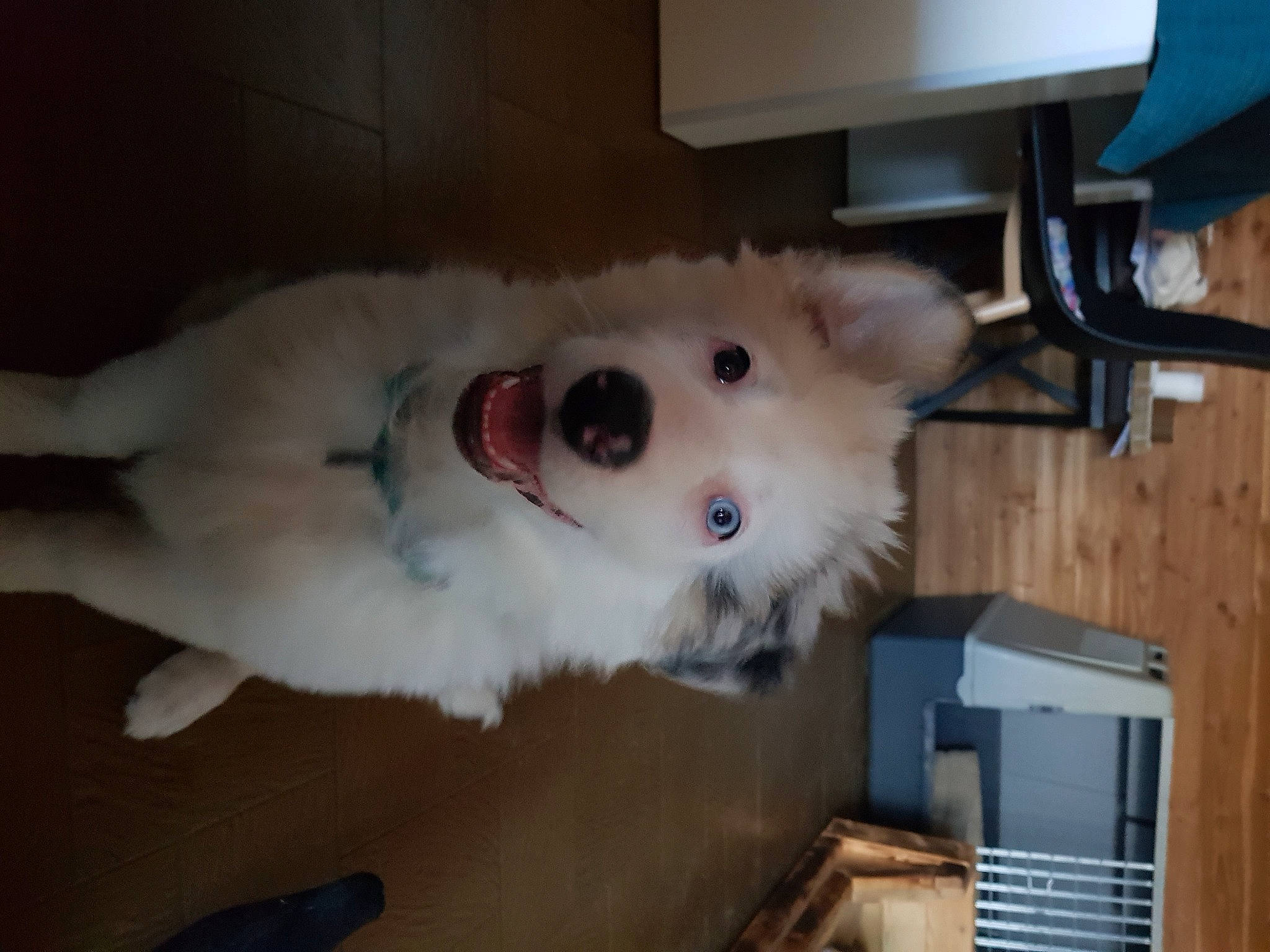 Izzy a rejoint le concours — aidez-le/la à gagner de superbes lots ! canidae, carnivore, companion_dog, dog, dog_breed, fawn, felidae, fur, hardwood, non_sporting_group, room, samoyed, small_to_medium_sized_cats, snout, spitz, sporting_group, tail, whiskers, wood, working_animal