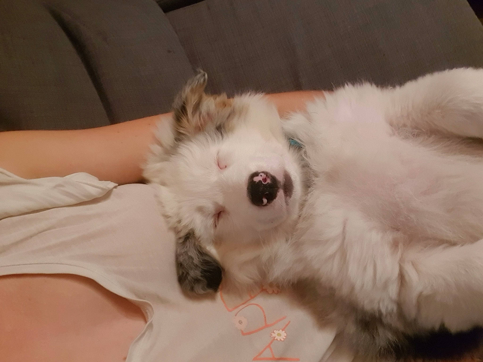 Izzy a rejoint le concours — aidez-le/la à gagner de superbes lots ! balinese, bed, carnivore, cat, claw, comfort, companion_dog, couch, dog_breed, elbow, fawn, felidae, fur, nap, paw, small_to_medium_sized_cats, snout, terrestrial_animal, whiskers