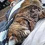 cat, tabby, sleeping, blanket, cozy, indoor, pet, feline, fur, resting, person, legs, slippers, home, comfort, closeup, nap, cute, relaxation, domestic