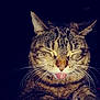 cat, tabby, animal, pet, whiskers, tongue, closeup, feline, cute, sleepy, fur, domestic_animal, mammal, portrait, face, expression, resting, indoor, relaxed, dark_background