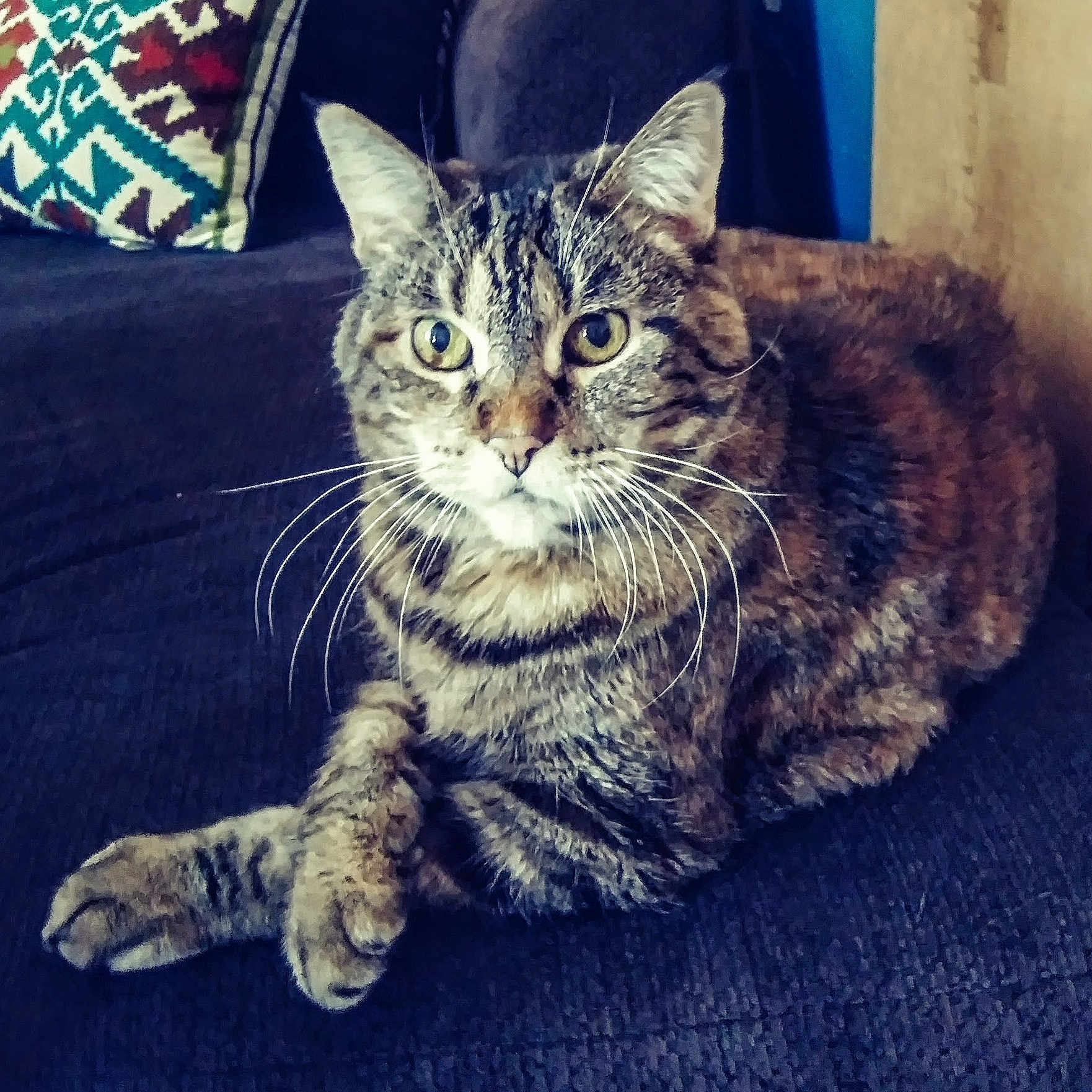 Tina Rose is registered to the contest to win money with this photo: animal, cat, couch, crossed_paws, domestic, ears, eyes, feline, fur, home, indoor, mammal, patterned_pillow, pet, pillow, relaxed, resting, sitting, tabby, whiskers