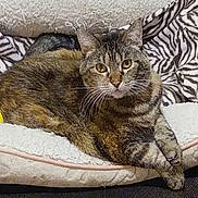 Tina Rose joined the competition — help win amazing prizes! cat, tabby, pet, animal, feline, bed, blanket, zebra_pattern, fur, whiskers, paws, indoors, resting, cute, curious, cozy, domestic, mammal, relaxed, soft