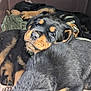 Biggie is registered to the contest to win money with this photo: puppy, rottweiler, dog, crate, sleeping, snuggling, fur, black, tan, canine, pet, animal, young, cute, resting, indoors, blanket, cozy, closeup, companion