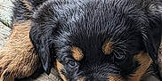 Biggie is registered to the contest to win money with this photo: puppy, rottweiler, dog, close_up, sleepy, fur, black, tan, wooden_floor, pet, animal, cute, laying_down, young, outdoor, texture, face, nose, ears, whiskers