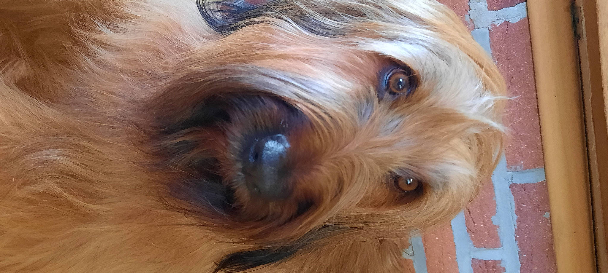 Shaïna a rejoint le concours — aidez-le/la à gagner de superbes lots ! blond, brown_hair, canidae, carnivore, close_up, companion_dog, dog, dog_breed, fawn, fur, liver, small_terrier, snout, sporting_group, terrier, toy_dog, water_dog, whiskers, wood, working_animal