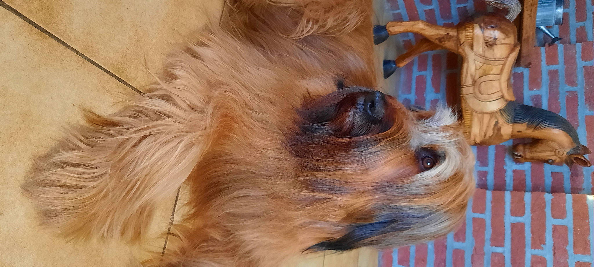 Shaïna participe au concours pour gagner de l'argent avec cette photo : canidae, carnivore, companion_dog, dog, dog_breed, fawn, fur, liver, puppy, snout, sporting_group, terrestrial_animal, tibetan_spaniel, toy_dog, whiskers, wildlife, wood, working_animal