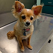 Bella is registered to the contest to win money with this photo: dog, small_dog, chihuahua, pet, animal, ears, fur, collar, tag, table, metal_surface, indoor, clinic, veterinary, waiting, cute, curious, brown, white, floor