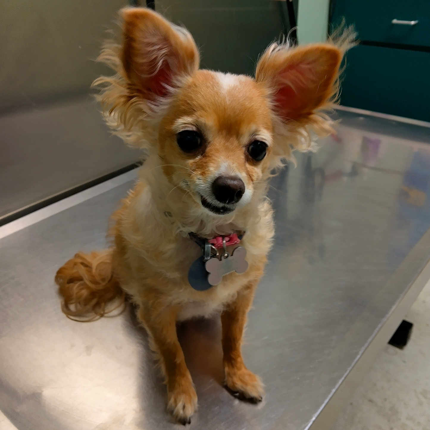 Bella is registered to the contest to win money with this photo: animal, brown, chihuahua, clinic, collar, curious, cute, dog, ears, floor, fur, indoor, metal_surface, pet, small_dog, table, tag, veterinary, waiting, white